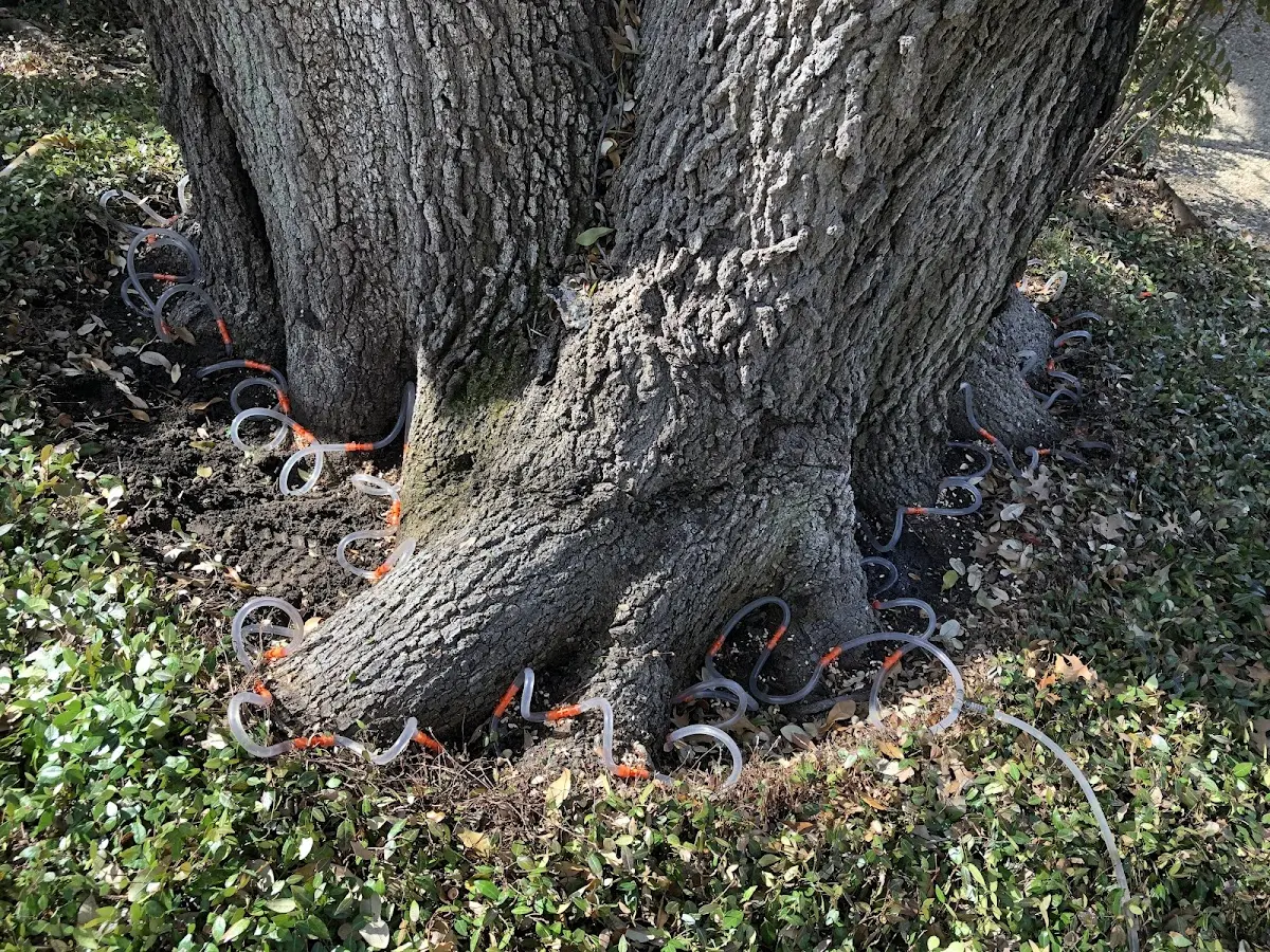 Detailed Tree Cabling and Bracing job site in Harmans