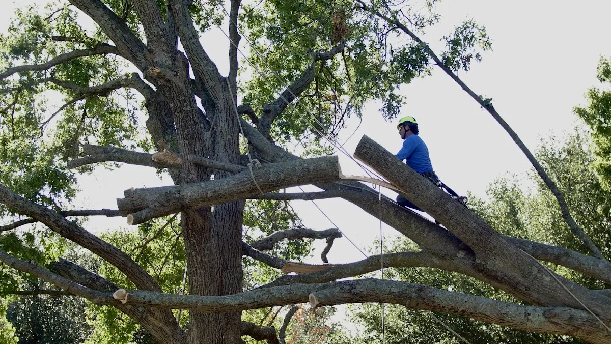 Professional Crown Thinning performed by certified arborists in Harmans