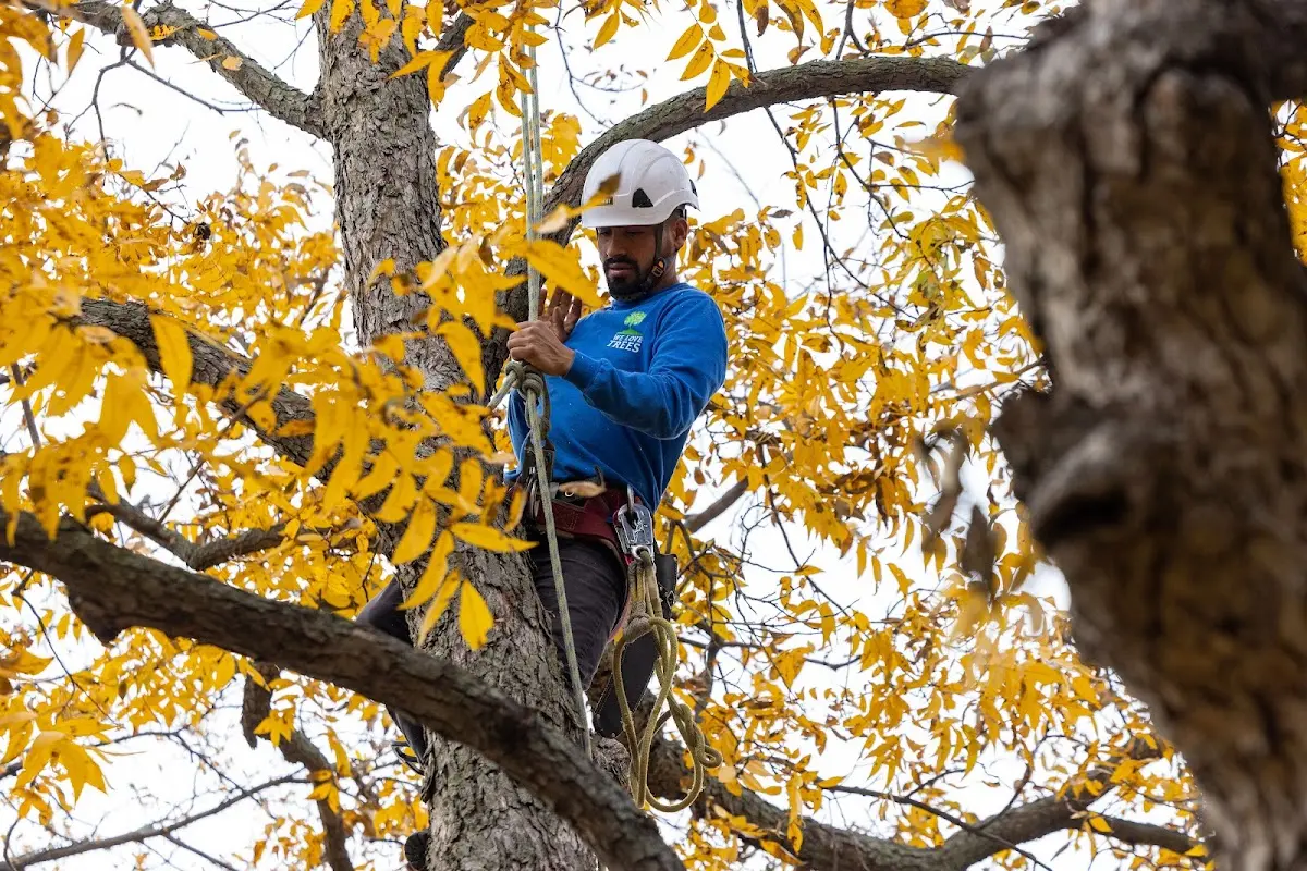 Skilled Tree Transplanting crew working in Harmans